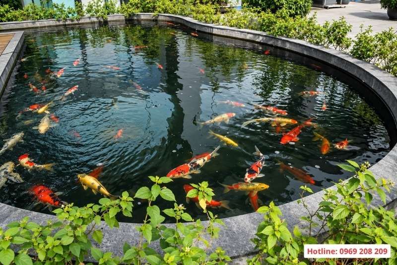 Cải tạo hồ cá Koi thành bể bơi: Những vấn đề kỹ thuật cần lưu ý Bể cá koi trước khi cải tạo sang bể bơi